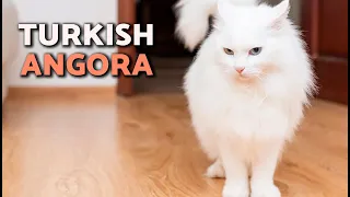 Turkish Angora Cat Breed HISTORY CHARACTERISTICS and CARE