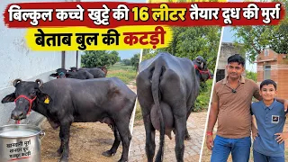 बेताब बुल की कटड़ी : बिल्कुल कच्चे खुट्टे की 16 लीटर तैयार दूध की मुर्रा झोटी 