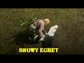 Where To Find Snowy Egret Plumes for Trinket - To Reduce Horse Health Stamina Drain RDR 2 Online
