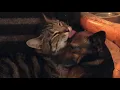 Download Lagu Who doesn’t need some Ovenmitt tender loving care? Inca loves her grooming sessions