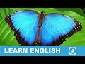 Have Butterflies in Your Stomach - English Idiom