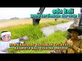 Download Lagu Rivier wordt land‼️KDM zet graafmachines in om de Cisalak-rivier in Karawang uit te baggeren
