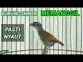 Download Lagu Pancingan sniper gacor memanggil lawan dalam 1menit burung sniper macet dan sniper bahan ikut bunyi