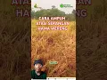 Lagu Cara ampuh atasi serangan hama wereng #petani #padisehat #pertanian #padiorganik #tanaman #padi