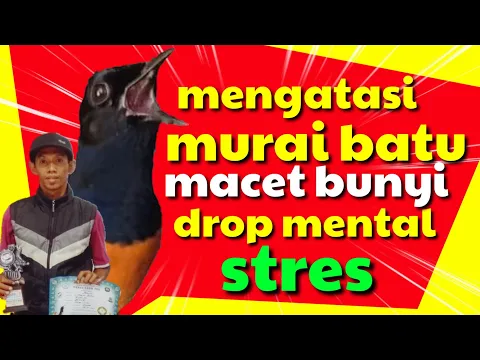 Download MP3 rawatan murai batu macet bunyi, drop mental dan stres