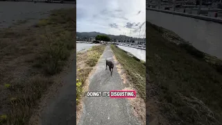 #fyp #dream #doberman #pets #youtube