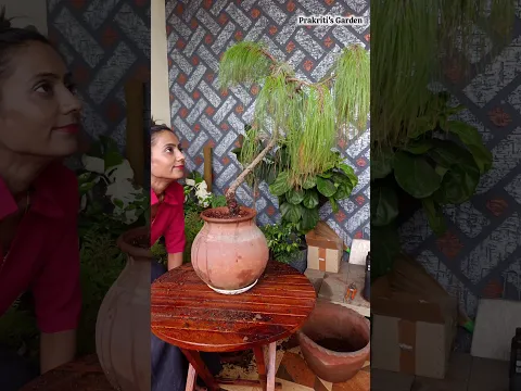 Grow Pine in a Matka | Pine Repotting Tips & Tricks🌲