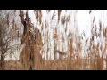 Лавика - Всегда твоя