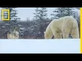 Wolf Pack Takes On A Polar Bear Ep 1 Wildlife The Big Freeze