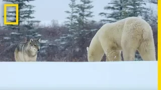 Wolf Pack Takes on a Polar Bear - Ep 1 Wildlife The Big Freeze