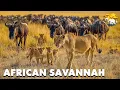 Download Lagu The African Savannah | A Living Symphony of Survival | Animal Documentary