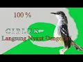 Download Lagu PANCINGAN CIBLEK MALAS BUNYI | SUARA ASLI HUTAN BURUNG CIBLEK | MASTERAN CIBLEK GACOR | CIBLEK GACOR