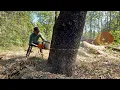 Download Lagu High risk… Felling of 2 trees that endanger the house‼️