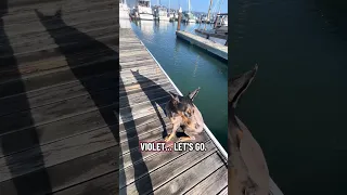 Boat dog .. #fyp #dream #youtube #doberman #pets