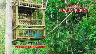 pikat ekek keling ganas