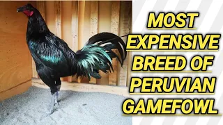 MOST FAMOUS PERUVIAN GAMEFOWL BREEDER OF ALL TIME