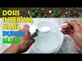 Lagu Dosis, Interval \u0026 Cara Pemberian Pupuk MKP Kocor Untuk Tanaman