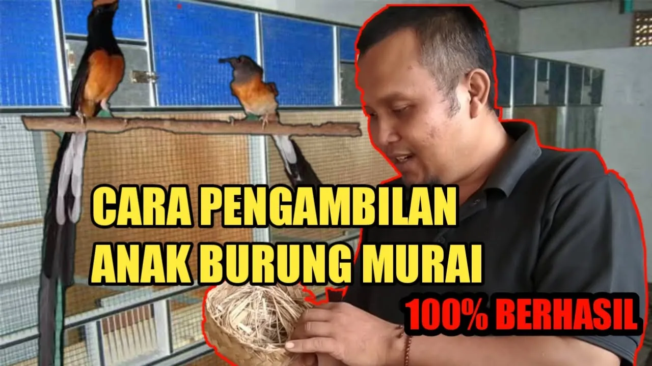 Hati Hati jika BERTEMU MURAI BATU MALAYSIA seperti ini !!!