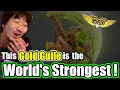 Download Lagu [SFV] Daigo Finds a Gold Rank Guile to be the WORLD's STRONGEST \