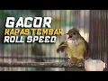 Download Lagu MASTERAN GACOR KAPAS TEMBAK ROLL SPEED!! KAPAS TEMBAK TEMBAKAN YANG DICARI! KAPAS TEMBAK GACOR!