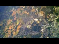 Berkeley Springs High School Balloon Project 2017