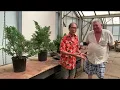 Styling a San Jose Juniper - Part 1