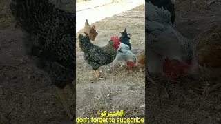   صوت الديك ينادي على الدجاجات   دندنها