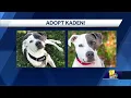 Baltimore Humane Society encourages people to adopt senior pets