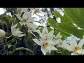 Download Lagu Bhutan-Paradise (The land of medicinal herbs) || orchid of Bhutan || Biodiversity || Nature