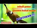 Download Lagu Sang raja Masteran burung..cililin full gacor..nonstop.#burung #cililin