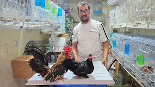 الجديد عند حمدي أجيو نتولعو أتمنة مناسبة عند حمدي عشاق دجاج الزينة المولينا الروزيلا اليويو 