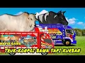 Download Lagu Sapi Ngamuk I Konpoi Truk Angkut Sapi, Sapinya Pada Ngamuk