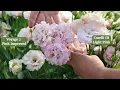 Corelli III Light Pink Lisianthus from Johnny s Selected Seeds