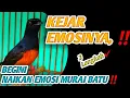 KEJAR EMOSI MURAI BATU‼️CARA MENAIKAN EMOSI MURAI BATU