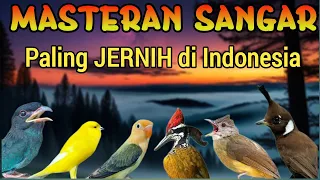 masteran murai full isian suara jernih materi mewah jadikan murai juara