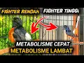 Download Lagu ILMU MAHAL !! MURAI BATU FIGTER RENDAH FIGHTER TINGGI METABOLISME CEPAT LAMBAT