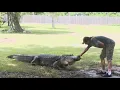 12-foot alligator captured in middle of road in Harris County neighborhood
