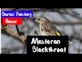 Lagu Masteran Burung Blackthroat Gacor | Suara Masteran Blackthroat Durasi Panjang mp3