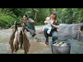 Download Lagu Carp fishing in rising waters, nutritious meals for kids, taking care of the farm, SURVIVAL ALONE