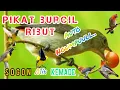 Download Lagu Suara pikat Sogon mix kemade/cit keres ribut. sekali putar auto diserbuu..