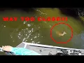 ALLIGATOR ATTACKS DEER North Texas Lake
