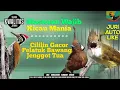 Download Lagu MASTERAN BURUNG || CILILIN || PELATUK SAMPIT || CUCAK JENGGOT || DURASI 2 JAM SUARA JERNIH.