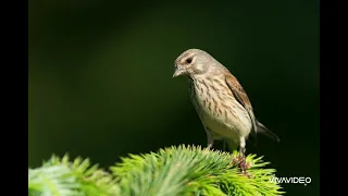 صوت مجرب لطائر التفاحي النينو للصيد ١٠٠ 