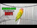 Download Lagu Lovebird Gacor NGEKEK PANJANG Pancingan AMPUH Lovebird Malas Bunyi, Baru Dengar PASTI NYAUT