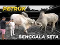 Download Lagu BINGUNG PILIH SAPI PO BUAT IDUL ADHA TAHUN DEPAN..! Download Lagu BINGUNG PILIH SAPI PO BUAT IDUL ADHA TAHUN DEPAN..!