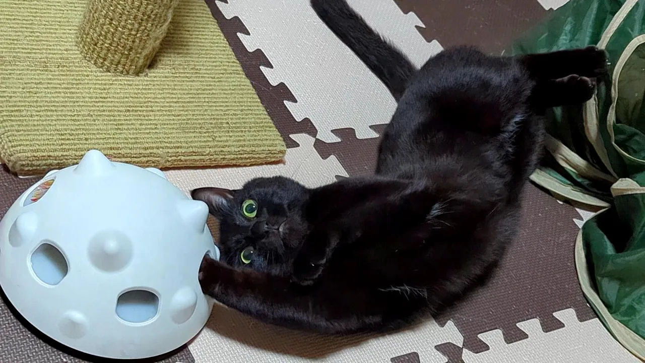 暑くて動けないので、かわいくゴロ寝しながら遊びます♪【黒猫ロコちゃん】