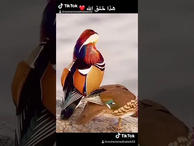 ⁣هذا خلق الله ❤️