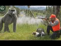 Download Lagu 32 Hoe gaan jagers in Florida om met miljoenen wilde bavianen en apen?