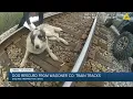 Dog Rescued from Wagoner Co Train Tracks