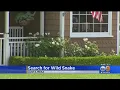 Costa Mesa Neighborhood On Edge After Reports Of Loose Snake